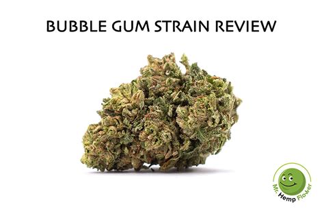 Bubble Gum Review By Mr Hemp Flower Cbd Hemp Flower Strain