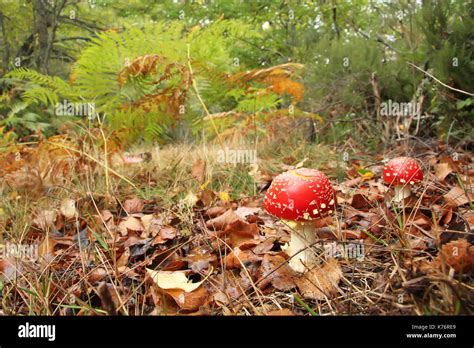 Toadstool Mushroom Amanita Muscaria In Forest Stock Photo Alamy