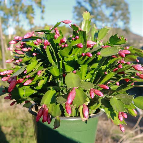 Buy Holiday Cactus Schlumbergera Online Red Flowers Planet Desert