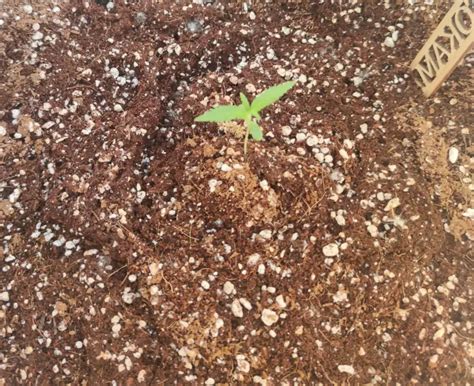 Tokamak Outdoor Growreport From The Customer Nuka Seeds Bank