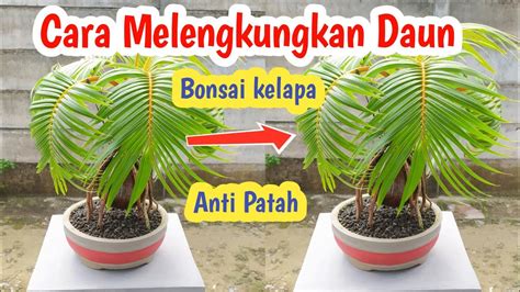 CARA MELENGKUNGKAN DAUN BONSAI KELAPA AGAR TIDAK PATAH YouTube