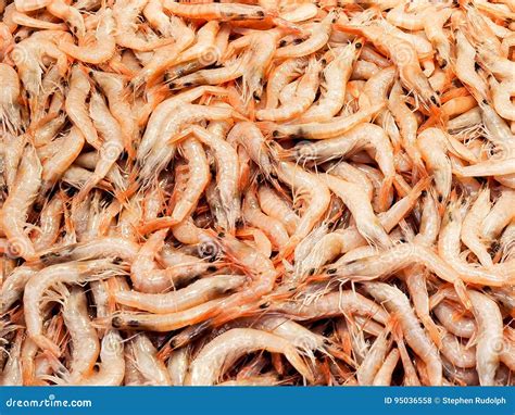 Pile Of Shrimp Stock Photo Image Of Food Seafood Crustacean