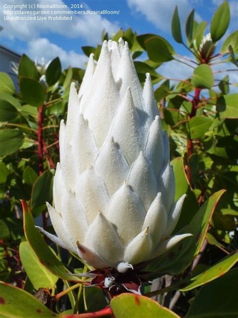 Plantfiles Pictures Protea King Protea Giant Protea King White