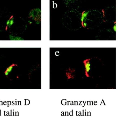 The Lytic Granules Of Ashen Ctls Polarize At The Immunological Synapse