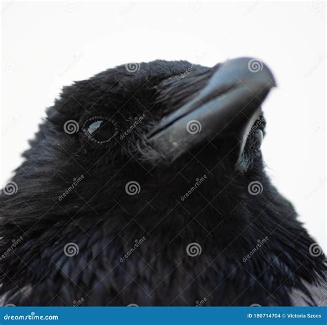 Hooded crow stock photo. Image of nature, springtime - 180714704