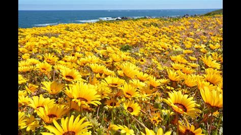 Wildflowers West Coast South Africa | Best Flower Site