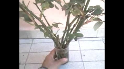 Como Fazer Mudas De Rosas Em Casa How Do Roses Seedlings At Home