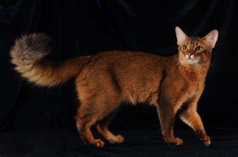 Feline 411 All About The Somali Cat