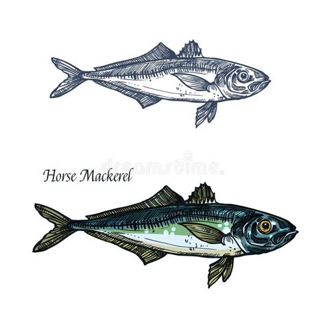 Mackerel Fish Hand Drawn Outline Isolated On White Background Stock