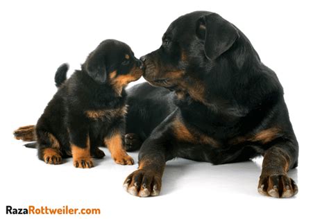 Cu Ndo Abren Los Ojos Los Cachorros Rottweiler Reci N Nacidos