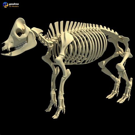 7 Awesome Rhino Skeleton 3d Model - Hikari Mockup