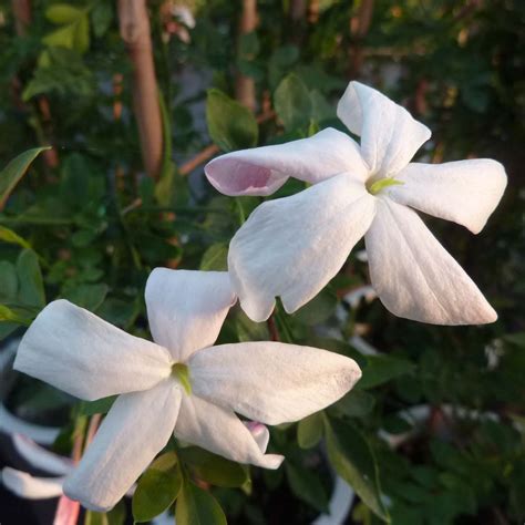 Jasminum Grandiflorum Jasmin De Grasse Ou D Espagne Tr S Odorant