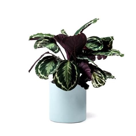 Pet Friendly Indoor Plants Leaf Envy Monstera Deliciosa Plants