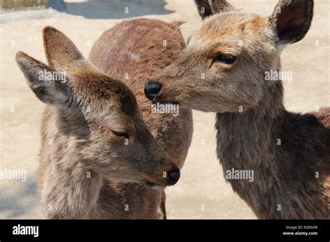 Cerf Miyajima Hi Res Stock Photography And Images Alamy