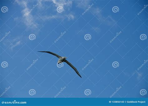 Wandering Albatross in Flight Stock Image - Image of group, diomedeidae: 133856143