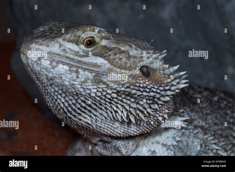 Bearded Dragon in vivarium Stock Photo - Alamy