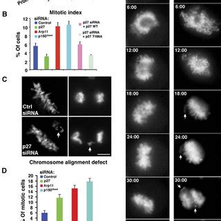 Effects Of Dynactin Subunit Depletion On Mitotic Progression A