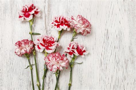 Flores Rojas Y Blancas Del Clavel En La Madera Imagen De Archivo