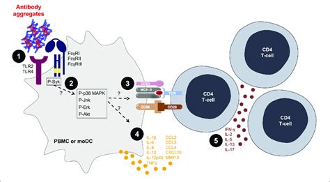 Antibody Aggregates Act As Danger Signals For Innate Immune Cells