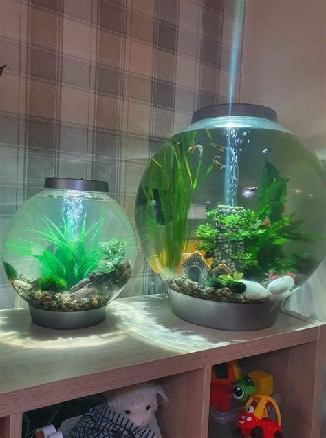 Two Fish Bowls With Plants In Them On A Shelf