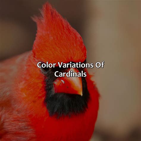 What Color Is A Cardinal - colorscombo.com