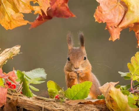 Autumn Squirrel Wallpapers - Wallpaper Cave