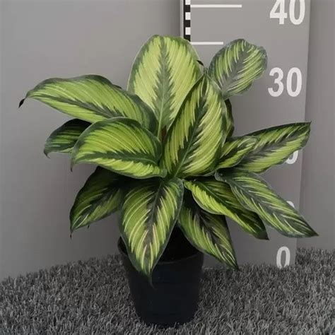 Calathea Pinstripe 14cm Cowell S Garden Centre Woolsington