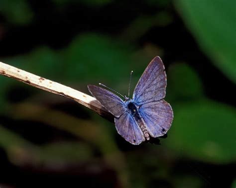 Symbiosis Spring 2011 - Miami Blue Butterfly Larvae and Ants