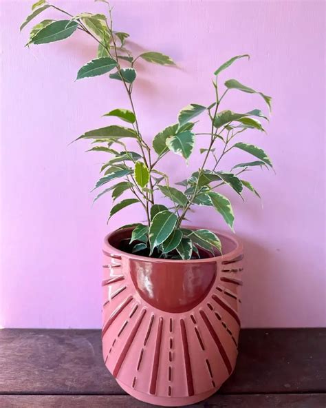 12 Low Light Indoor Trees You Can Grow Today + 10 Alternatives ...