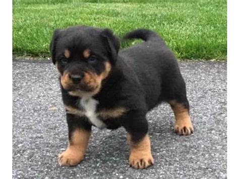 Free Rottweiler Puppies For Adoption | PETSIDI