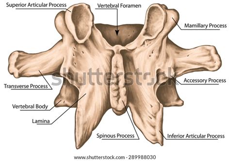 Lumbar Vertebrae Accessory Process