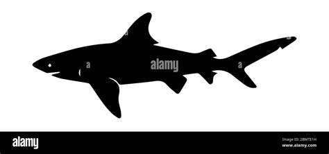 Shark silhouette on white background Stock Photo - Alamy