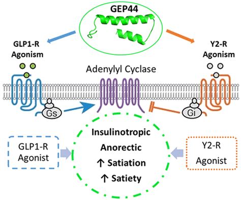 Design And Evaluation Of Peptide Dual Agonists Of Glp And Npy