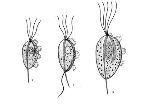 Genus Trichomonas 1 Trichomonas Hominsi Inhabits The Large Intestine 2 Trichomonas Tenax