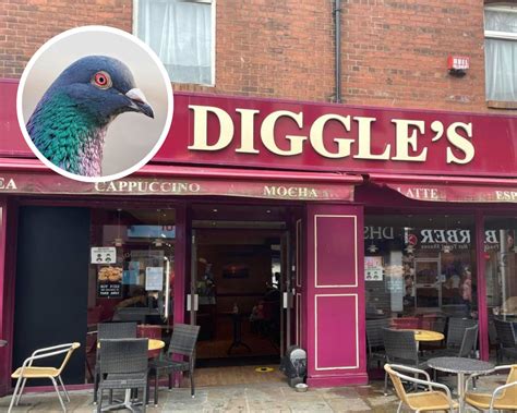 Pigeon popping into Barrow cafe causing headache for owners