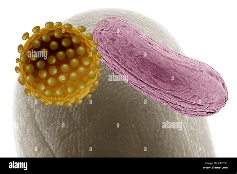 Pathogens Hi Res Stock Photography And Images Alamy