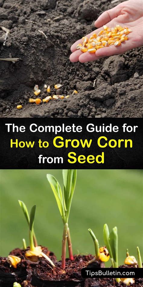 The Complete Guide For How To Grow Corn From Seed Growing Sweet Corn