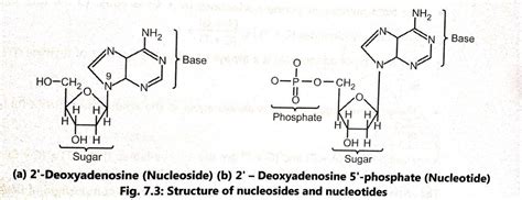 Chemical Nature of DNA - Biology Ease