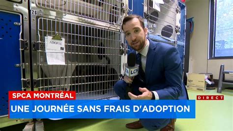 Journ E Sans Frais Dadoption La Spca Montr Al Pourquoi Autant D