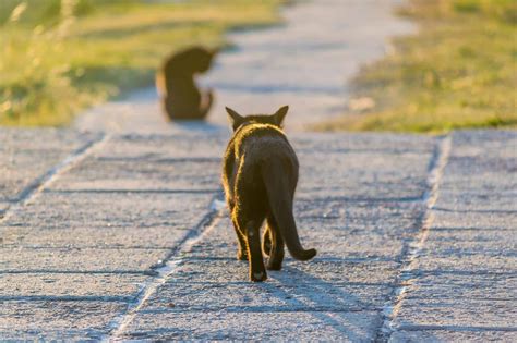 tail talk   cats tail  telling