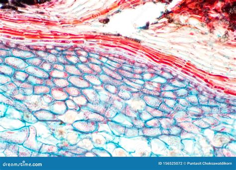 Cross Sections Of Plant Stem Under Microscope View Show Structure Of Collenchyma Cells Stock