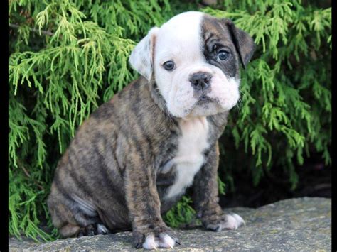 english bulldogs  sale puppies  sale