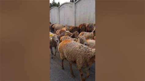 Turkey Sheeps 🐑 Viral Youtube