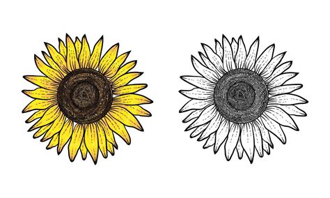 Sunflower Hand Drawn With Color And Black White Flower Vector