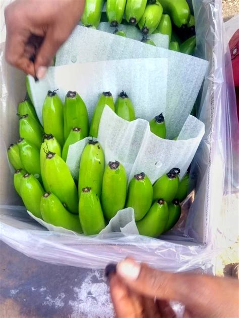 60CM A Grade Fresh Export Quality Cavendish Banana G9 Variety