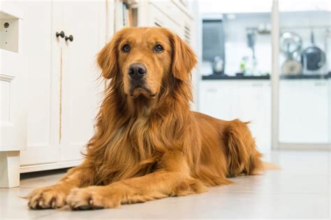 Raças Mais Fáceis De Treinar Veja Os 10 Cães Mais Obedientes Para