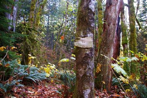 Tanner Creek Tanner Cutoff Trail Junction Hiking In Portland Oregon