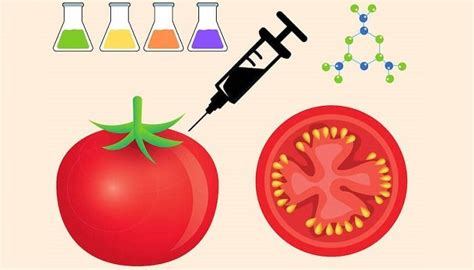 Qué Son Los Alimentos Transgénicos