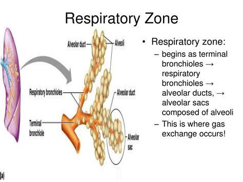 Ppt The Respiratory System Powerpoint Presentation Free Download