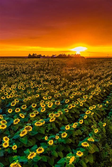 Sunflower fields, near Goodland, Western Kansas USA. | Sunflower fields ...